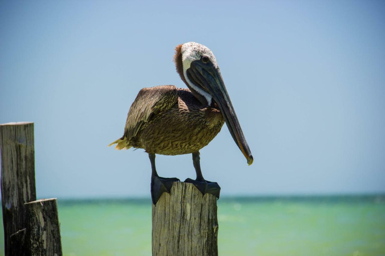 Golden Paradise Beach Isla Holbox Екстер'єр фото